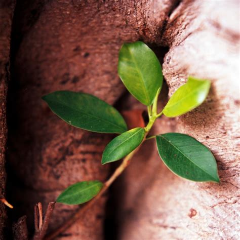 擋煞避邪|鬼月「避邪植物」推薦這5種！「抹草」沐浴可趨吉避。